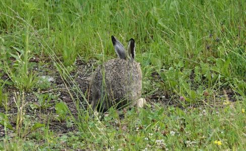 20250624_094210__dsc9195_wildhase.jpg