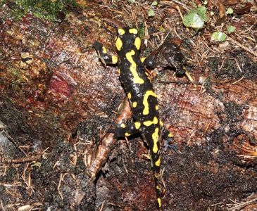 20250914_100842__dsc0096_feuersalamander.jpg