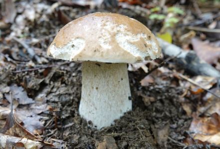 20250916_122722__dsc0180_steinpilz.jpg