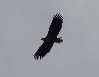 20250916_154724__dsc0190_seeadler.jpg