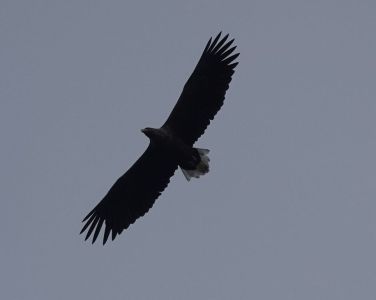 20250916_154840__dsc0199_seeadler.jpg