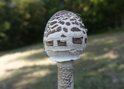 20250921_110546__dsc0334_parasolpilz.jpg
