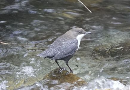 20250922_161122__dsc0388_wasseramsel.jpg