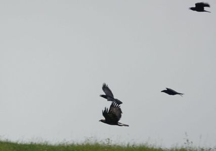 20250923_112422__dsc0430_steinadler_und_kolkraben.jpg