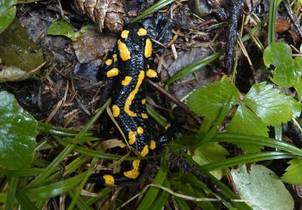 20250924_105752__dsc0489_feuersalamander.jpg