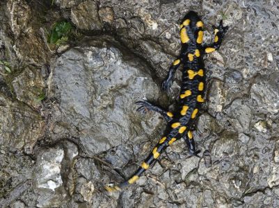 20250924_105908__dsc0490_feuersalamander.jpg