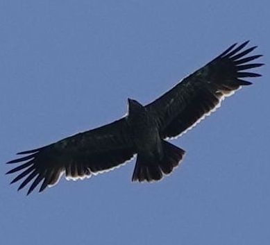 31.5. - 7.6. 2025 Ornithologische Reise im Nationalpark Mala Fatra und Umgebung