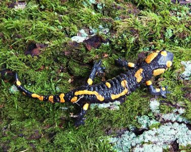 20.9. - 27.9.2025 Naturreise im Nationalpark Mala Fatra und Umgebung