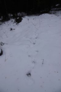 20260208_124720_dsc1008_wolfspur.jpg