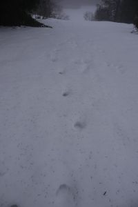 20260208_145808_dsc1036_wolfspur.jpg