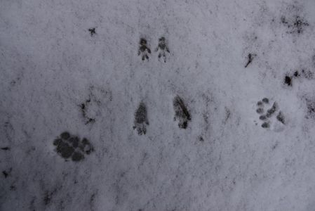 20260209_130852_dsc1078_eichh_rnchen_und_fuchs.jpg