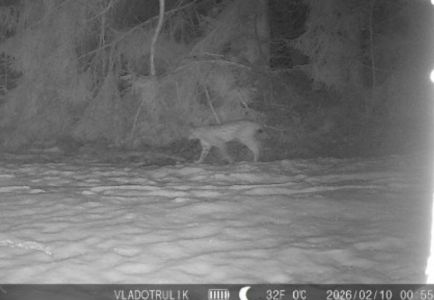 20260210_071035_luchs_von_mms_fotofalle.jpg