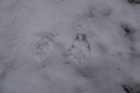 20260211_130322_dsc1153_dachs_und_wolf.jpg