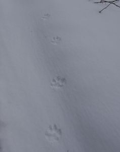 20260211_130356_dsc1154_frische_wolfspur.jpg