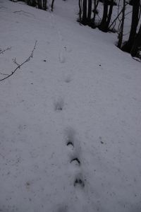 20260212_150054_dsc1207_wolfsspur.jpg