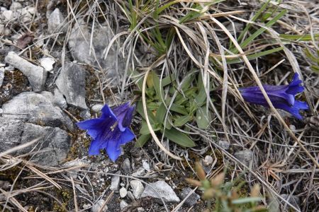 20260421_105704__dsc1877_kurzstiliger_enzian_gentiana_clusii.jpg