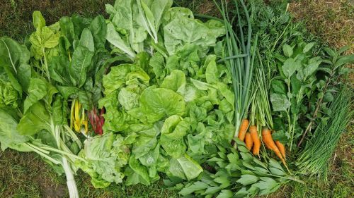 20260530_145530_gem_se_aus_meinem_garten.jpg