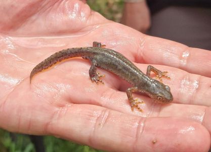 20260531_123436_karpaten_molch_triturus_montandoni.jpg