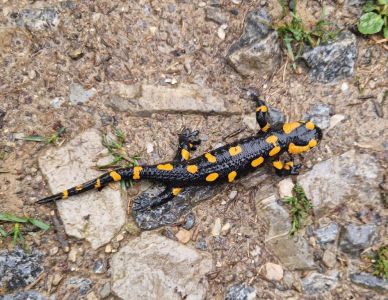 20260601_101934_feuersalamander.jpg