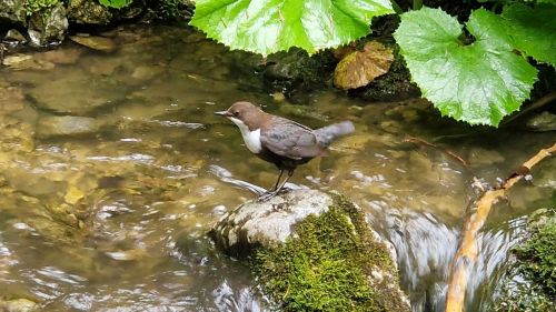 20260601_113557_wasseramsel.jpg