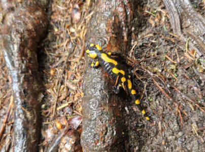 20260601_140923_feuersalamander.jpg