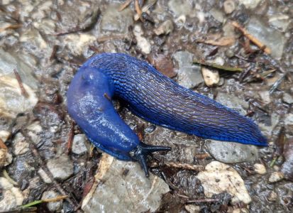 20260601_151312_karpaten_naktschnecke_bielzia_coerulans.jpg