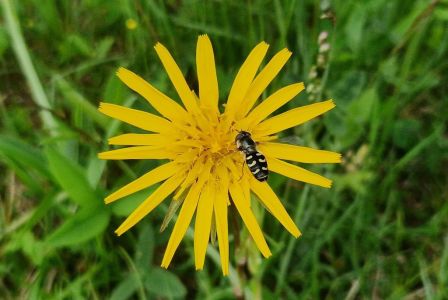 20260607_112333_wiesen_bocksbart_mit_schwebfliege.jpg
