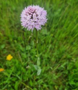 20260607_151900_kugelorchis.jpg