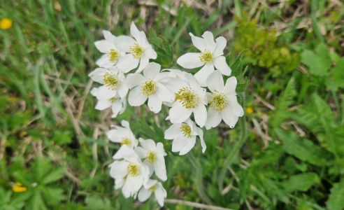 20260608_092803_narzissenbl_tiges_windr_schen_anemone_narcissiflora.jpg