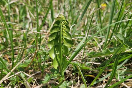20260608_113444_mondraute.jpg