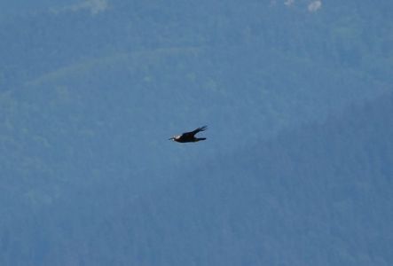 20260608_132919_p6080393_steinadler.jpg