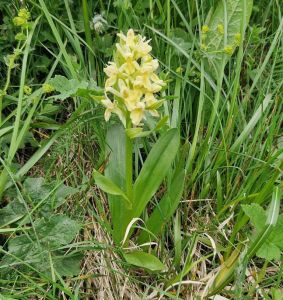 20260608_134230_blasses_knabenkraut.jpg