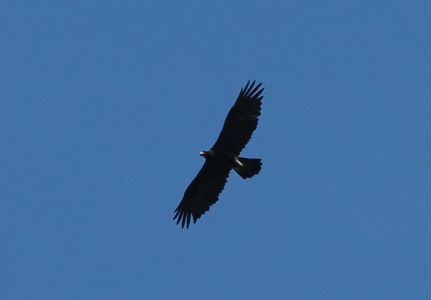 20260609_093408_p6090410_steinadler.jpg