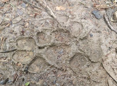 20260609_105617_frische_wolfsspur.jpg