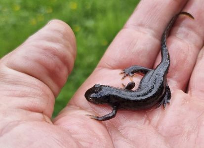 20260614_145549_karpaten_molch_triturus_montandoni.jpg