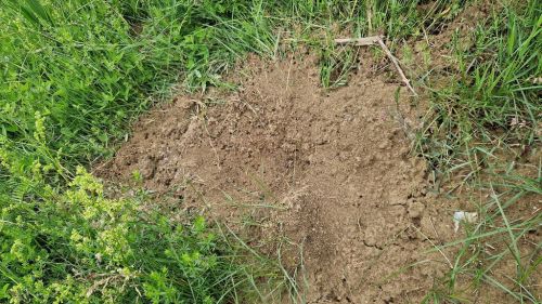 20260615_095412_vom_b_r_zerkratzte_armeisenhaufent.jpg