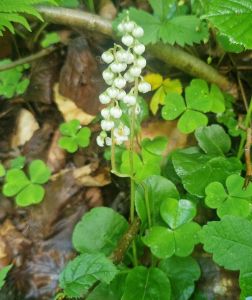 20260621_104303_karpaten_wintergr_n.jpg