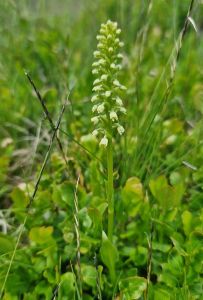 20260624_130549_weisszungel_pseudorchis_albida.jpg