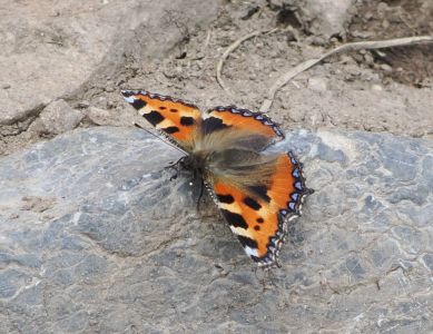 20260624_133056_p6240943_kleiner_fuchs.jpg