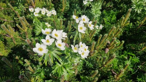 20260624_160811_narzissenbl_tiges_windr_schen_anemone_narcissiflora.jpg