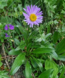 20260625_143623_alpen_aster.jpg