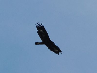 20260830_161048_p8300929_steinadler.jpg