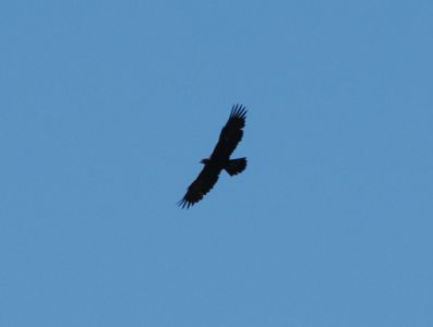 20260831_100906_p8310946_steinadler.jpg