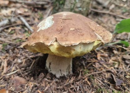 20260831_120352_steinpilz.jpg