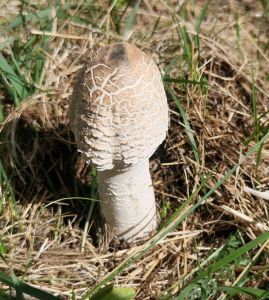20260906_120942_parasolpilz.jpg