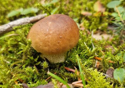 20260906_124518_steinpilz.jpg