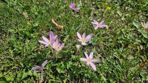 20260907_123533_herbstzeitlose.jpg