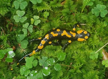 20260914_134431_feuersalamander.jpg