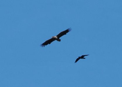 20260916_133634_p9160916_seeadler_und_kolkrabe.jpg