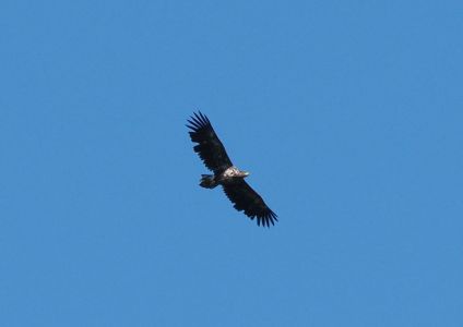 20260916_133644_p9160918_seeadler.jpg